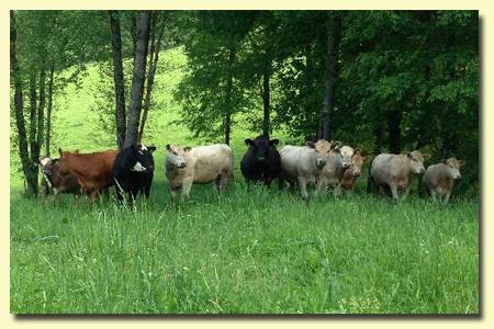 Cows grazing in the flieds